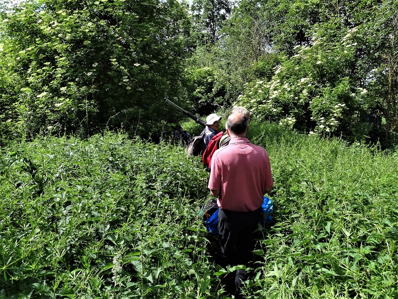2 Nettles