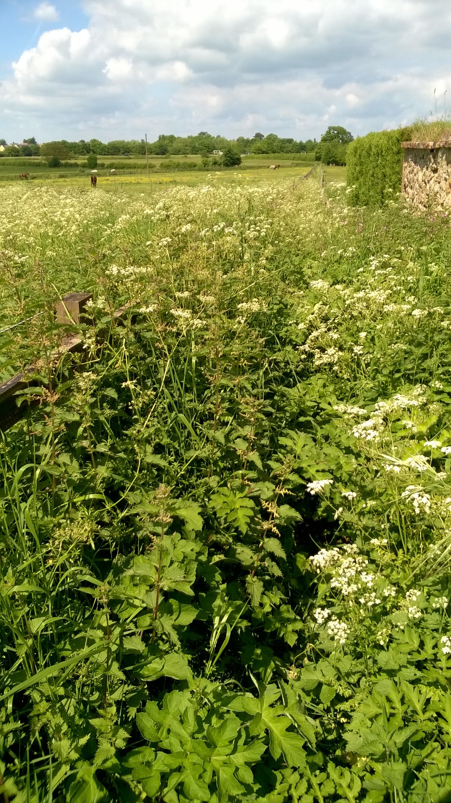 6a Overgrown FP 1