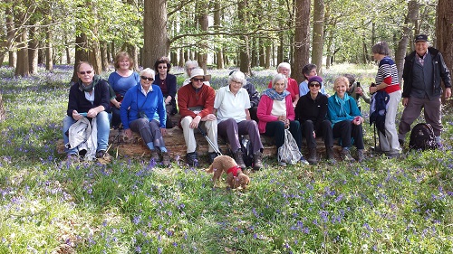 Bluebell walk April 2017 Copy